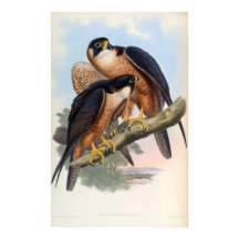 Peregrinador del Falco (Halcón Shaheen)