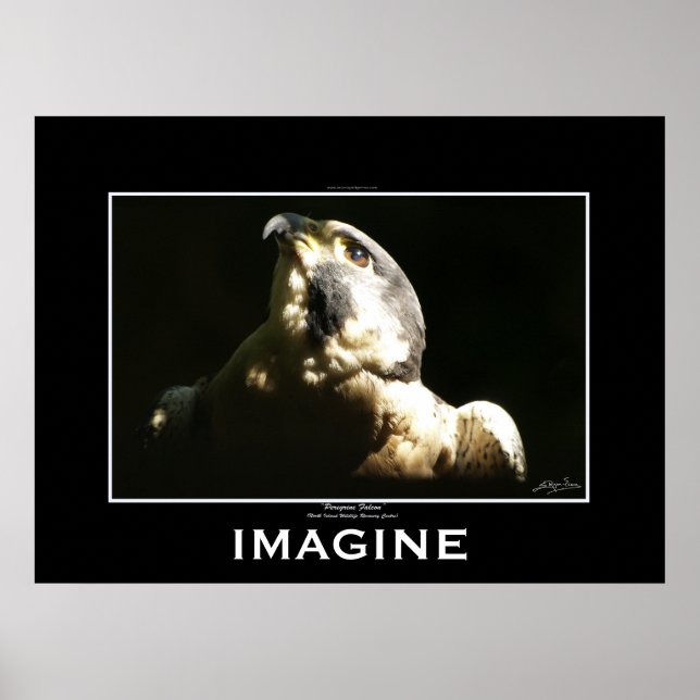Póster PEREGRINE FALCON Imagine Poster motivacional (Frente)