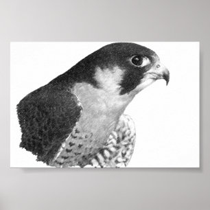 Póster Peregrine Falcon-Pencil