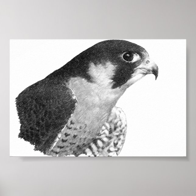 Póster Peregrine Falcon-Pencil (Frente)