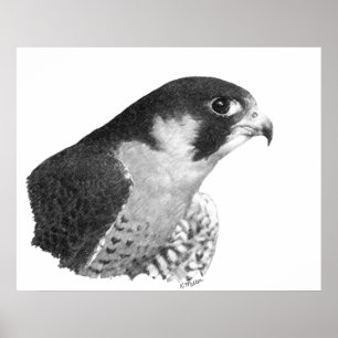 Póster Peregrine Falcon-Pencil