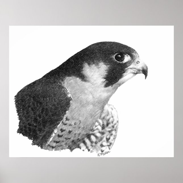 Póster Peregrine Falcon-Pencil (Frente)