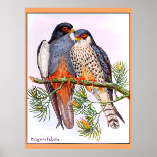 Póster Peregrine Falcons