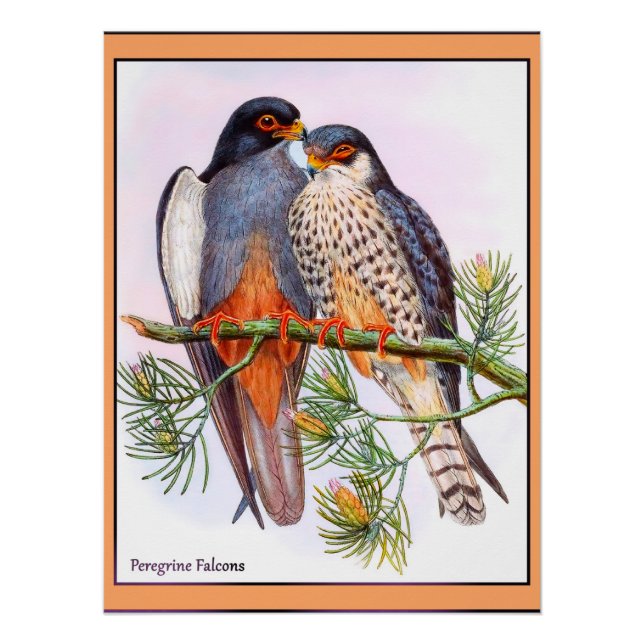 Póster Peregrine Falcons (Anverso)