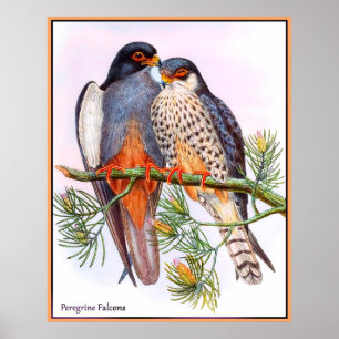 Póster Peregrine Falcons
