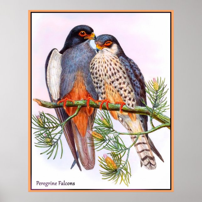 Póster Peregrine Falcons (Frente)