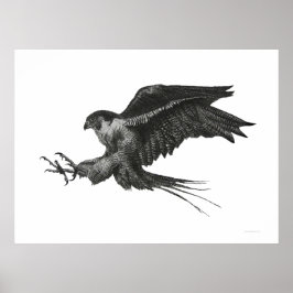 Póster Peregrine Hawk Lápiz blanco negro y tinta