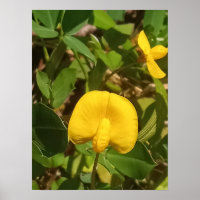 Perenne planta de cacahuete Isla Grande Hawaii
