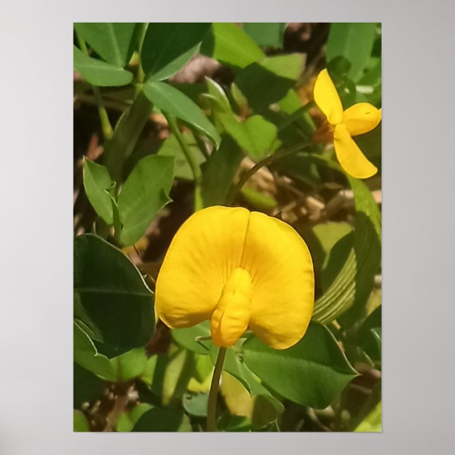 Póster Perenne planta de cacahuete Isla Grande Hawaii (Frente)