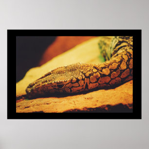 Póster Perentie