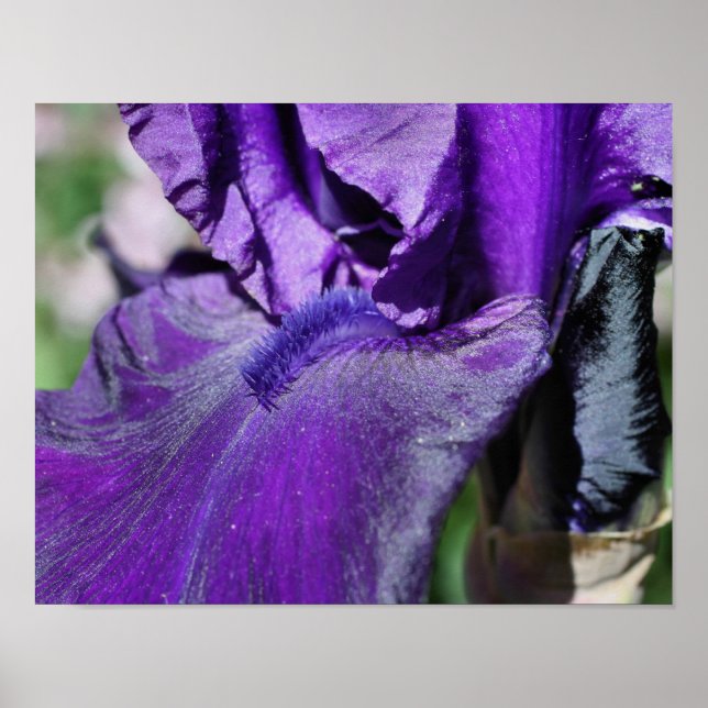 Póster Pérez De Flor De Iris Con Púrpura Profunda (Frente)