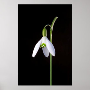 Póster Perfección individual