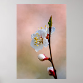 Póster Perfect Japanese Apricot Flower