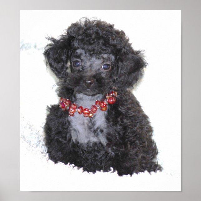 Póster Perfecto cachorro de juguete negro (Frente)