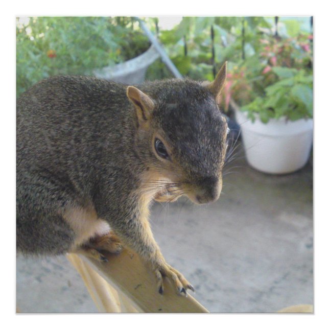 Poster perfecto de cierre de ardilla (Anverso)