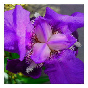 Poster Perfecto De Flor De Iris Púrpura