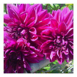 Poster perfecto de la flor de Dhalia púrpura