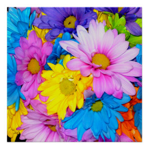 Poster perfecto de la mezcla de flores de Daisy br