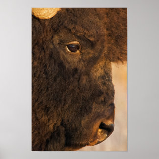 Póster Perfil de Búfalo