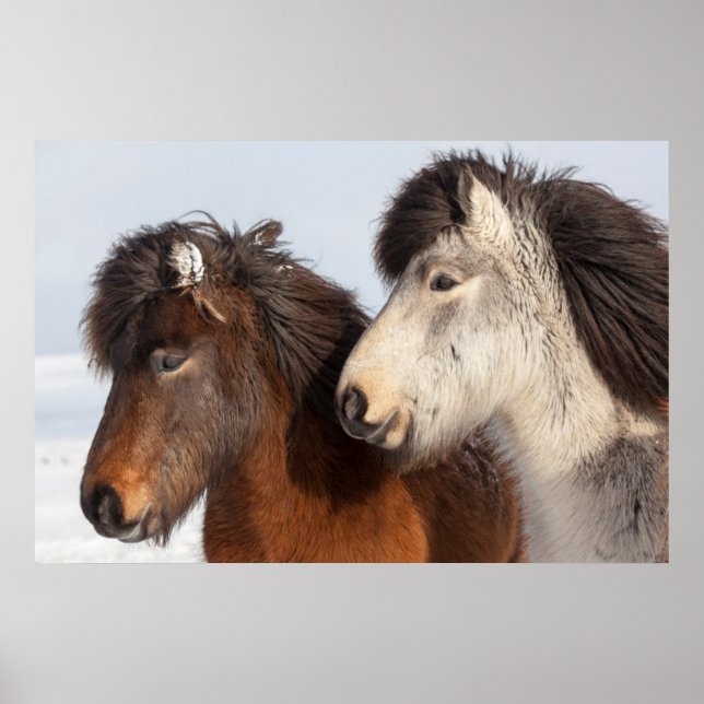 Póster Perfil de caballo islandés, Islandia (Frente)