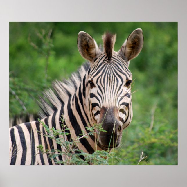 Póster Perfil de cebra (Frente)