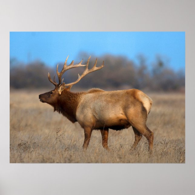Póster Perfil de elk en otoño (Frente)