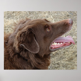 Póster Perfil de Flatlandersam P4