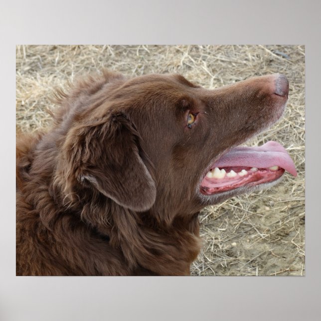 Póster Perfil de Flatlandersam P4 (Frente)