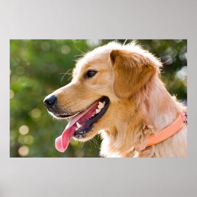 Póster Perfil de Golden Retriever con salida de lengua (Frente)