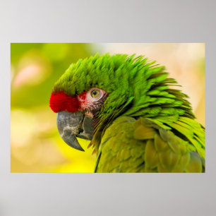 Póster Perfil de guacamayo en el zoológico de Santa Bárba