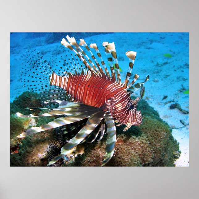 Póster Perfil de Lionfish (Frente)