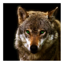 Perfil de lobo con ojos verdes ~ fondo editable
