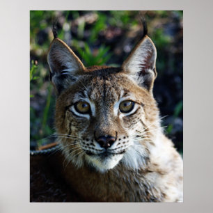 Póster Perfil de Lynx siberiano