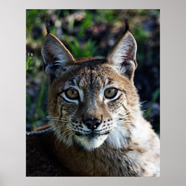 Póster Perfil de Lynx siberiano (Frente)