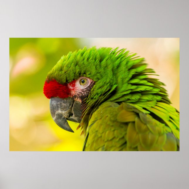Póster Perfil de macaw en el zoológico de Santa Bárbara (Frente)