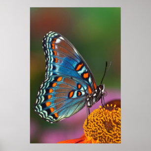 Póster Perfil de mariposa en una flor