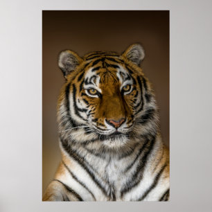 Póster Perfil de tigre