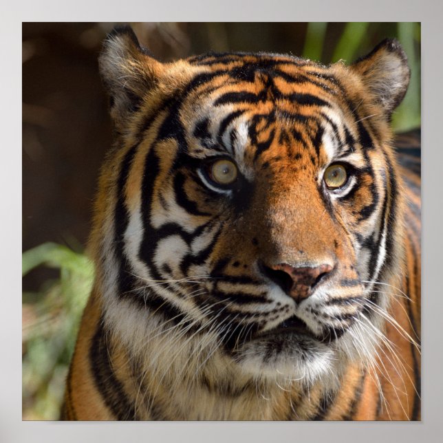 Póster Perfil de tigre (Frente)