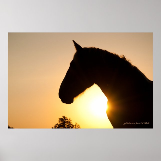 Póster Perfil de un caballo franco belga (Frente)
