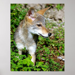 Póster Perfil de un perrito del coyote