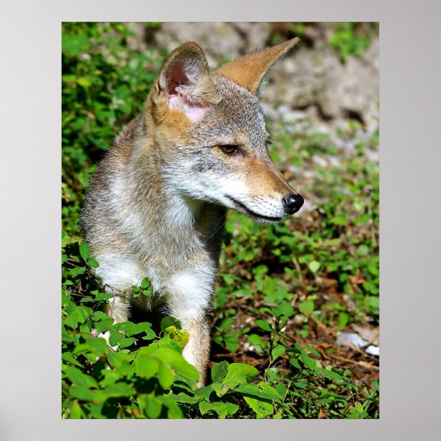 Póster Perfil de una recarga de Coyote (Frente)