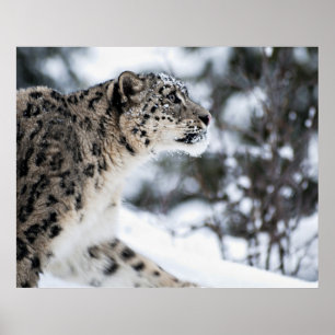 Póster Perfil del leopardo de la nieve