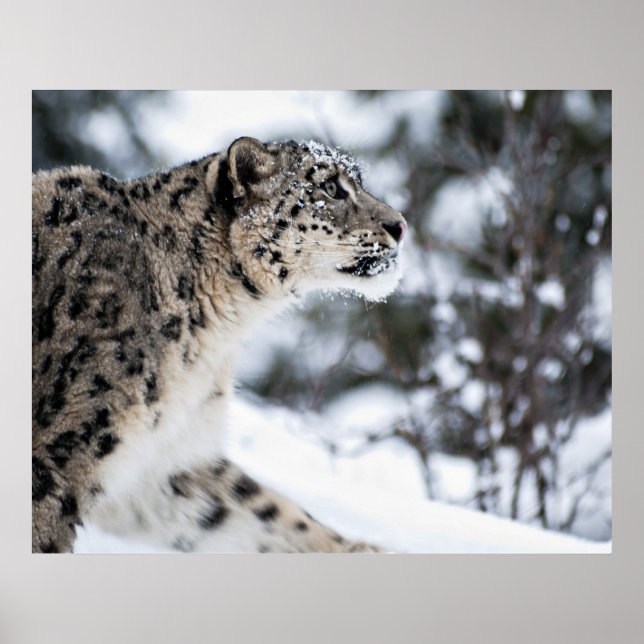 Póster Perfil del leopardo de la nieve (Frente)