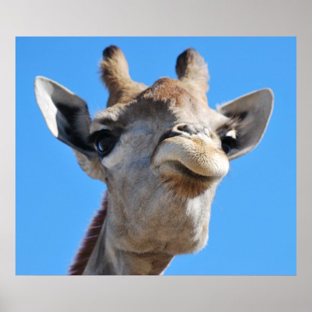 Póster Perfil fotográfico de Giraffe (Frente)