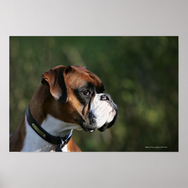 Póster Perfil lateral del perro del Boxer (Frente)