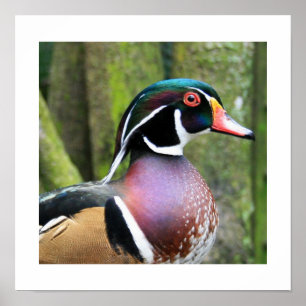 Póster Perfil masculino del pato de madera