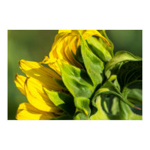 Póster - Perfil posterior de girasol