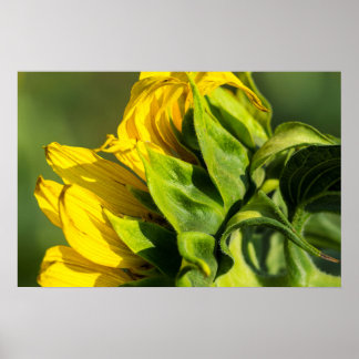 Póster - Perfil posterior de girasol