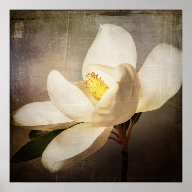 Póster Pergamino marrón de flor de árbol de magnolia blan (Frente)