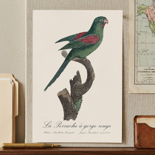 Póster Perico Catrín, Brotogeris jugularis